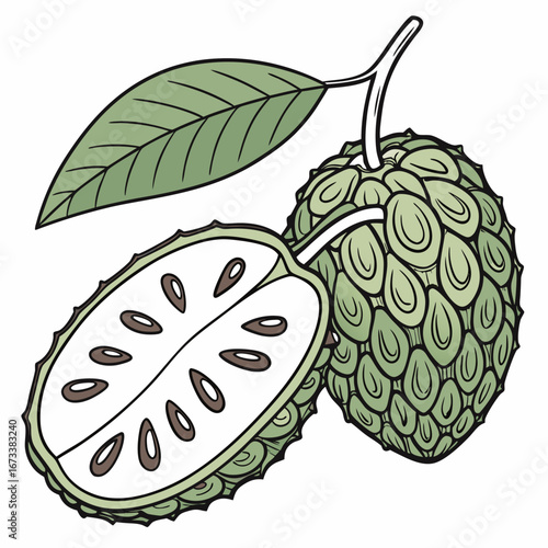 Vector art of atemoya fruit with leaf a half, a delicious healthy tropical fruit