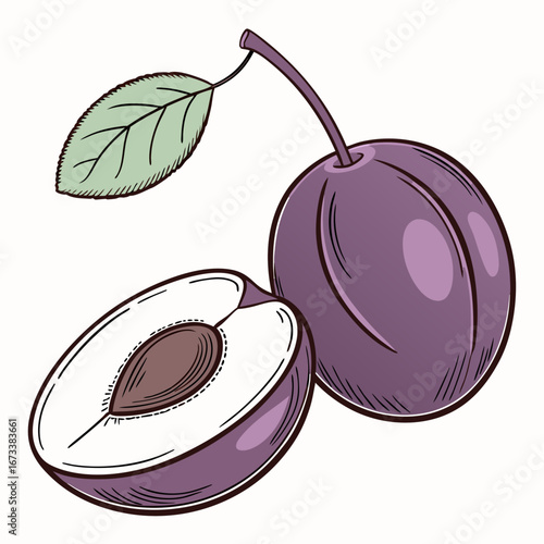 Illustration of two plums, one whole one cut in half, with a leaf