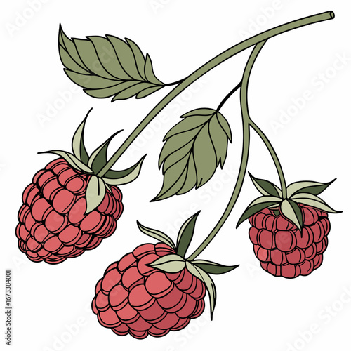 Vector art of three raspberries on a branch with leaves, a vibrant delicious fruit