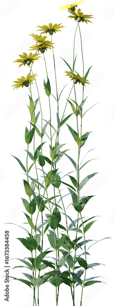 Fototapeta premium Transparent flower, plant, isolated, white, pink, nature, green, leaf, floral, purple, bloom, flowers, spring, white background, flora, blossom, petal, stem, summer, natural, bouquet, botanical