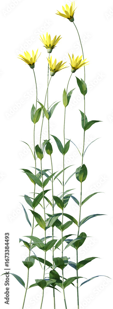 Fototapeta premium Transparent flower, plant, isolated, white, pink, nature, green, leaf, floral, purple, bloom, flowers, spring, white background, flora, blossom, petal, stem, summer, natural, bouquet, botanical