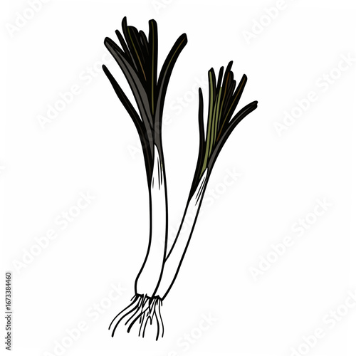 Vector art of two leeks with green leaves white bulbs, perfect for culinary illustrations
