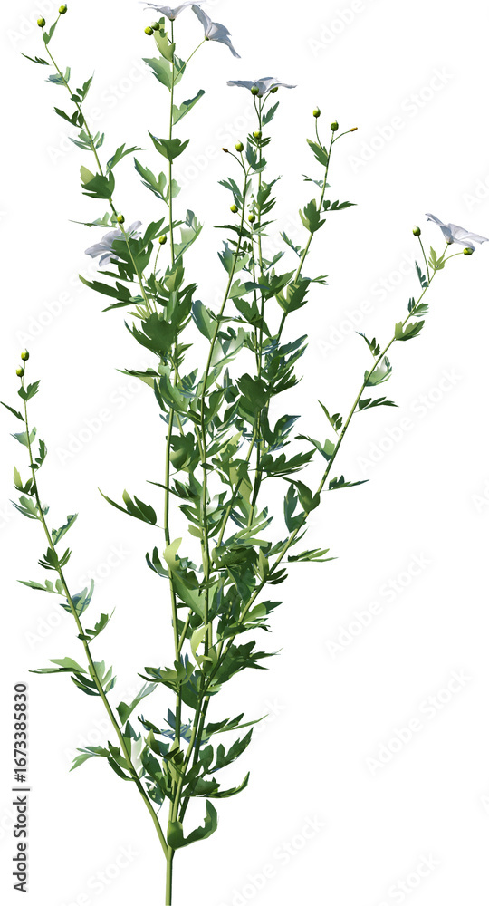 Obraz premium Transparent flower, plant, isolated, white, pink, nature, green, leaf, floral, purple, bloom, flowers, spring, white background, flora, blossom, petal, stem, summer, natural, bouquet, botanical