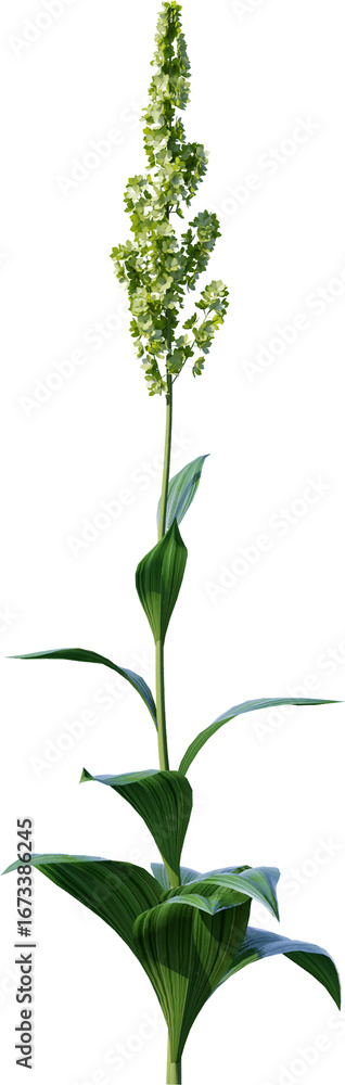 Fototapeta premium Transparent flower, plant, isolated, white, pink, nature, green, leaf, floral, purple, bloom, flowers, spring, white background, flora, blossom, petal, stem, summer, natural, bouquet, botanical
