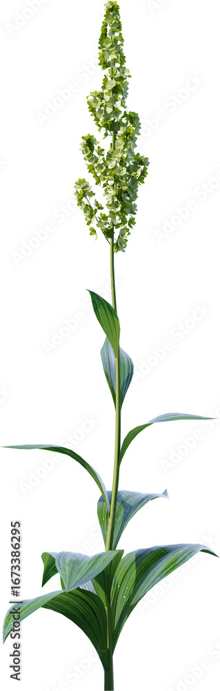 Fototapeta premium Transparent flower, plant, isolated, white, pink, nature, green, leaf, floral, purple, bloom, flowers, spring, white background, flora, blossom, petal, stem, summer, natural, bouquet, botanical