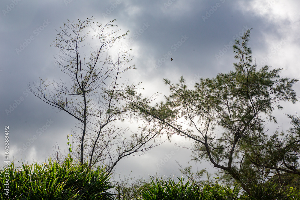 Fototapeta premium 奄美大島の夏の風景。
