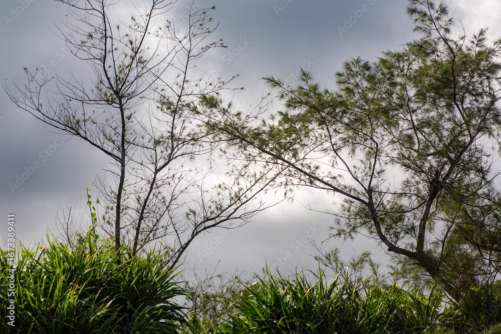 Fototapeta premium 奄美大島の夏の風景。