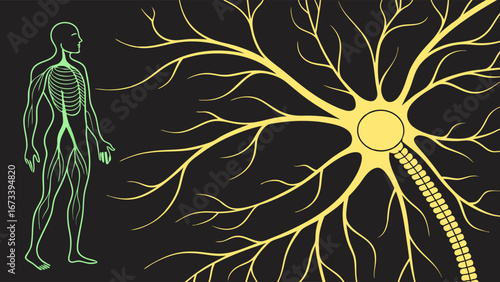 A diagram of the human nervous system and a neuron on black background.