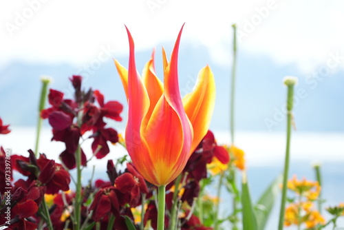 red and yellow tulips on river and mountains
