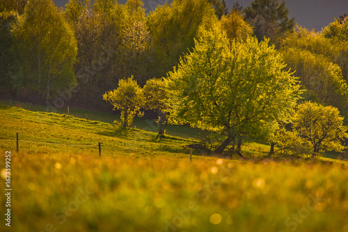 Fototapeta Naklejka Na Ścianę i Meble -  Na Malniku w Muszynie wiosną.