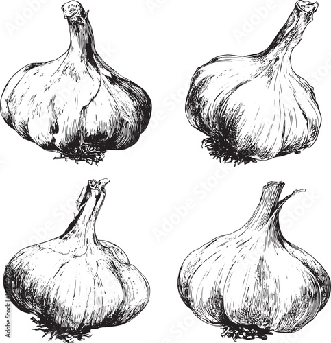 Hand-drawn vector illustration of a garlic bulb, isolated on a white background, in a doodle style with simple line art and thin black lines, resembling a vintage or woodcut print.eps