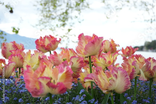 pink and yellow tulips in spring on the river and mountains