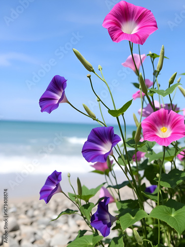 Blooming morning glories at the seaside