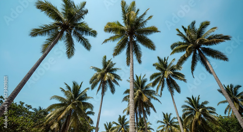 Wallpaper Mural A breathtaking low angle perspective showcases a vibrant cluster of tall palm trees reaching towards a clear serene sky evoking a sense of tropical paradise and natural beauty Torontodigital.ca