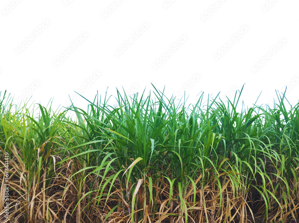 Fototapeta premium Sugar cane plantation isolated on a white background for garden design.