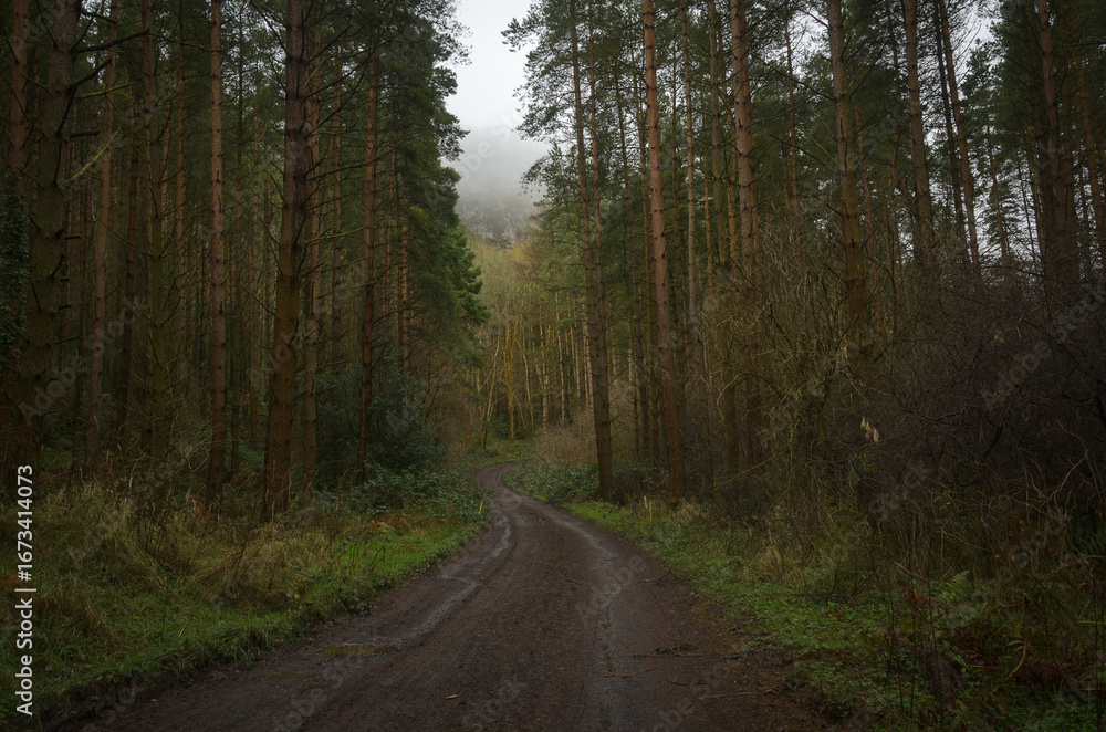 Fototapeta premium Binevenagh Forest in County Derry/Londonderry, Northern Ireland 