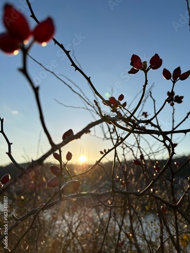 sunset with tree