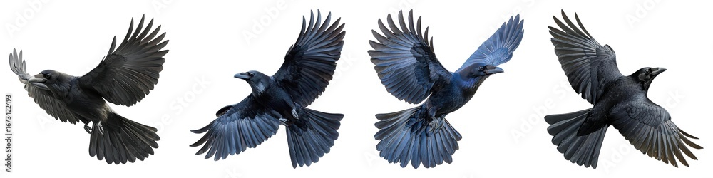Fototapeta premium Stunning collection showcasing four ravens in dynamic flight, emphasizing their grace and striking features, white background for nature lovers.