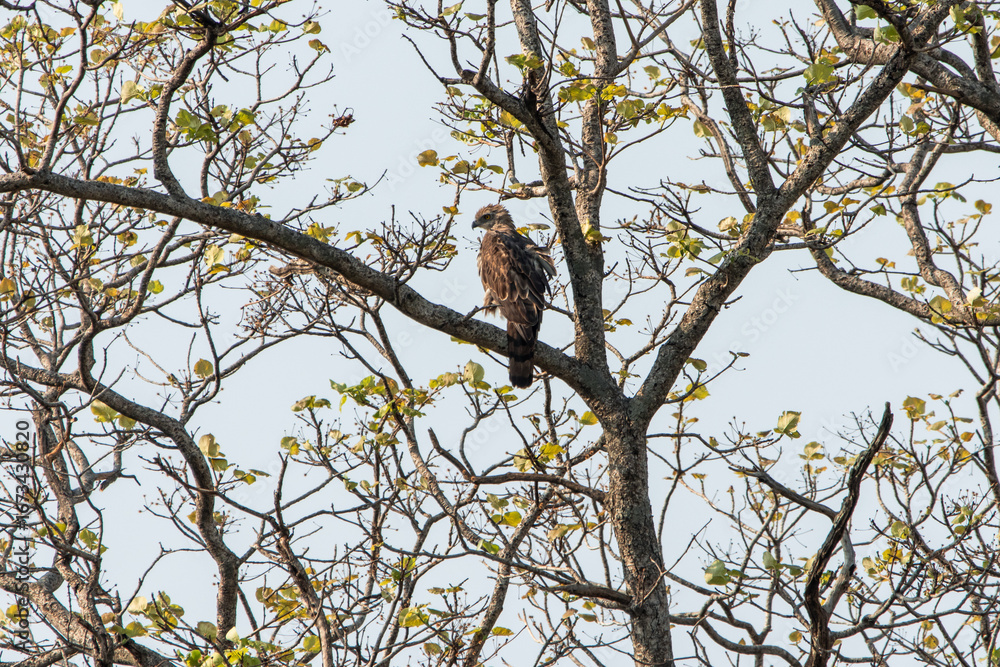 Fototapeta premium Changeable hawk-eagle perched on a tree branch in India