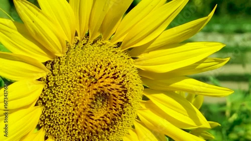 Hot day, sunflower in the field, bright sun.	
