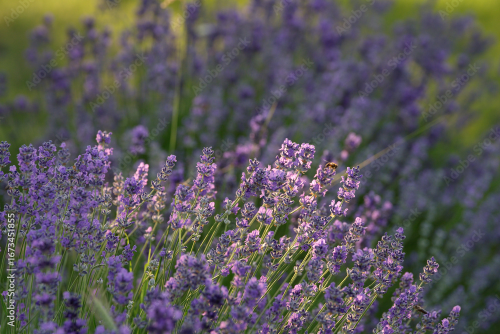 Fototapeta premium field of lavender