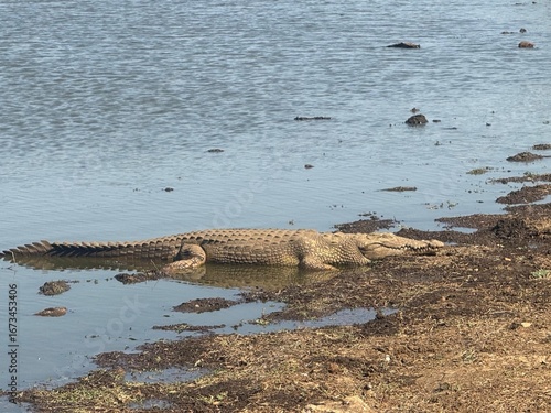 crocodile in the water