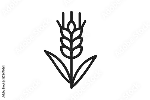 Representation of a wheat plant drawn as a vector illustration