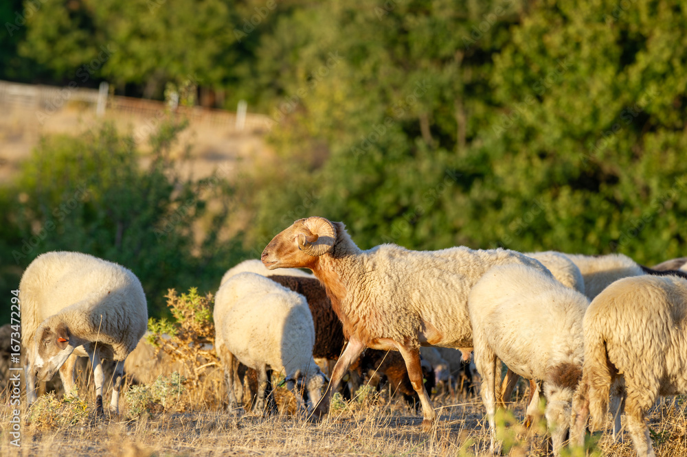 Fototapeta premium A horned brown ram grazes among white sheep in a sunlit field bordered by green trees and dry grass.