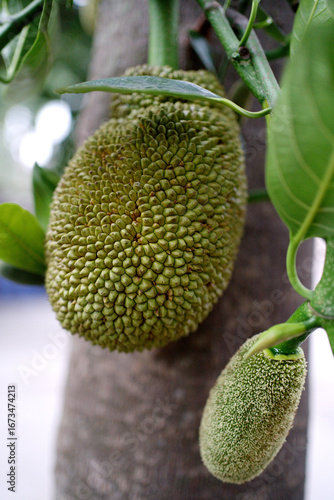 jack fruit