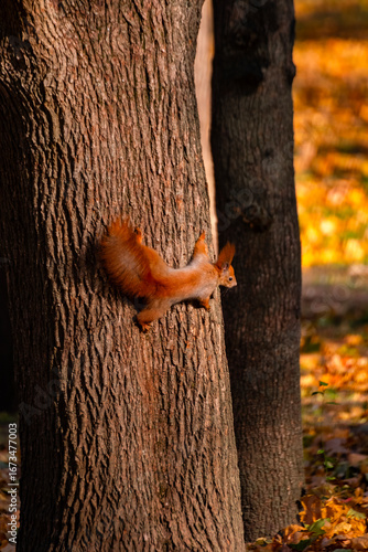 Wild Eurasian red squirrel clinging to tree trunk in autumn park. Cute forest animal with fluffy tail and tufted ears climbing down the bark. Wildlife in natural environment with colorful fall backgro