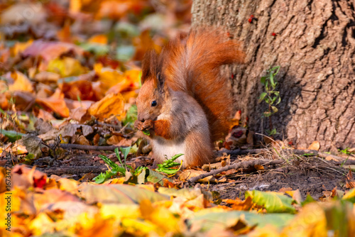 Eurasian red squirrel foraging in fallen autumn leaves in a park. Wild animal with fluffy tail and pointed ears looking for food on the ground in a natural environment. Seasonal wildlife concept, autu