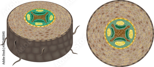 Detailed scientific illustration of a dicot root cross section showing plant tissue layers, including epidermis, cortex, endodermis, pericycle, phloem, and xylem in vascular bundles. 