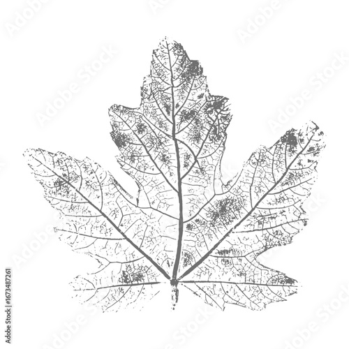 Leaf imprint with veins, botanical skeleton of grape leaf, stamp with image of grape on white background.