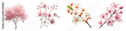 Blossom Branch Collection: Cherry, Plum, and Peach Flowers in Spring