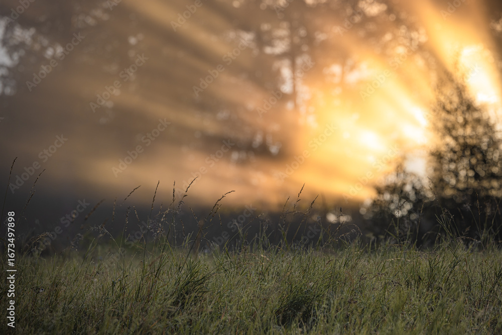 Fototapeta premium Motyw mgły i światła na Malniku nad Muszyną latem.