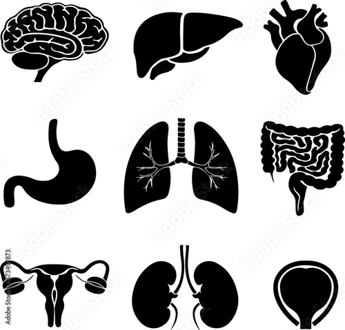 Human organs. Human anatomy. Infographic elements. Organ silhouette vector illustration