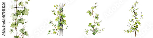 Watercolor Vine Branches Set on White Background