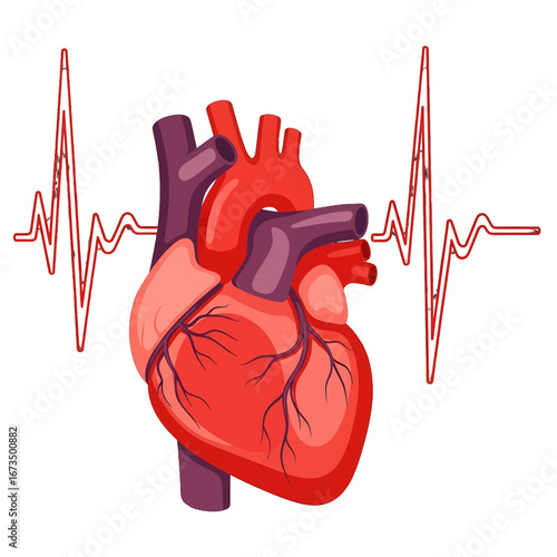 Anatomical Heart Illustration with EKG Waveform on White Background Depicting Cardiovascular Health
