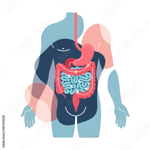 Anatomical Illustration of Human Digestive System Featuring the Intestines Stomach and Esophagus in Red White and Blue on White Background