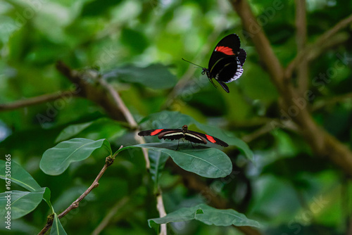 Two common postmans (Heliconius melpomene) butterflies on green leaves in a natural setting.