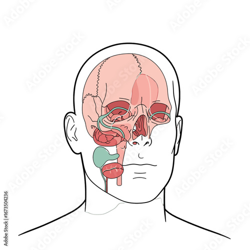 Illustrated Head Anatomy With Visible Brain Structure and Internal Organs in Red And Green Over A White Background