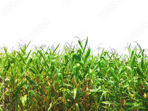 A field of corn isolated on transparent background for graphic design.