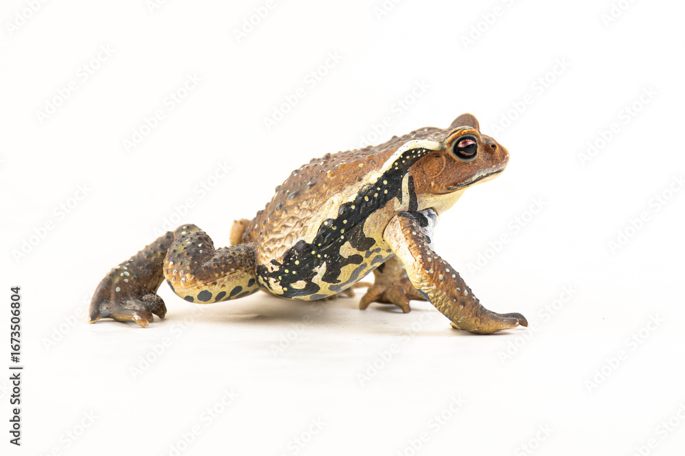 Fototapeta premium frog on isolated background
