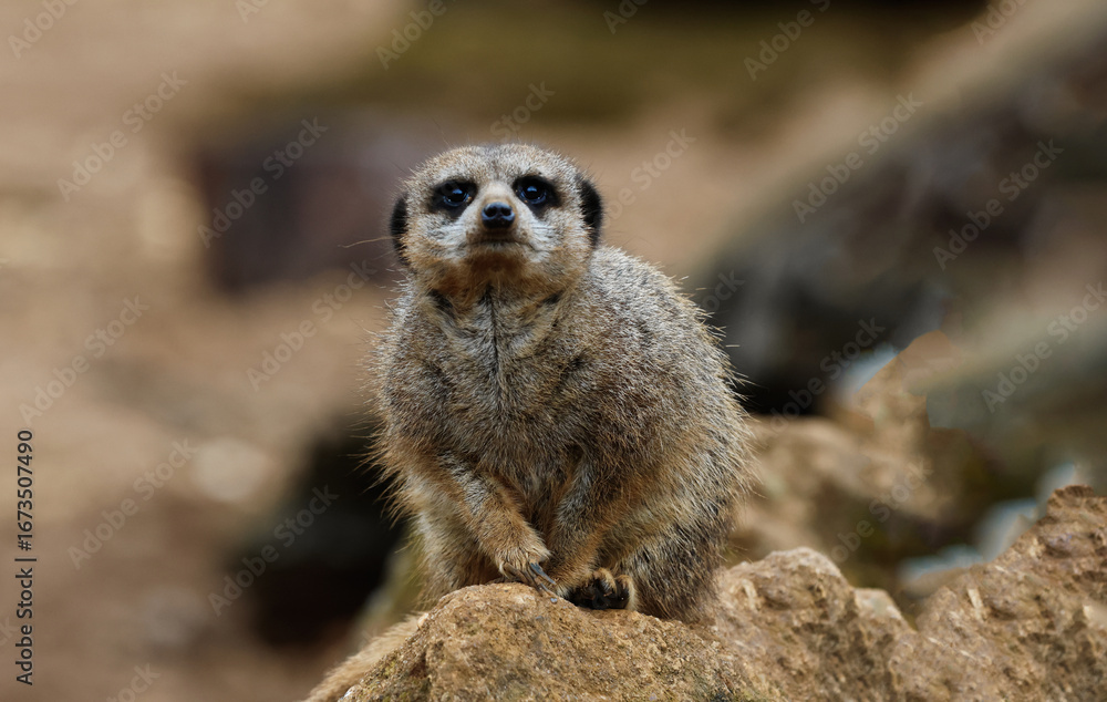 Fototapeta premium Meerkat Standing Upright on Rocky Surface
