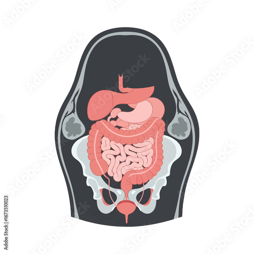 Human Internal Organs in Anatomical View with Pink Color Palette on White Background in Medical Illustration