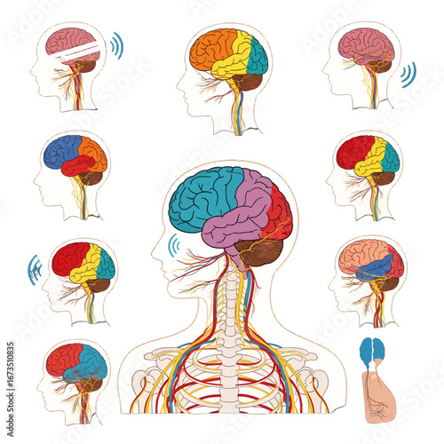 Human Brain Anatomy Diagram with Nervous System and Head Profiles in Multicolor