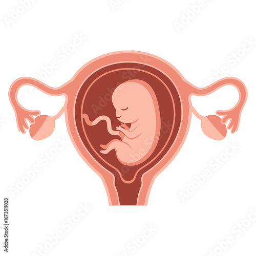 Detailed Illustration of a Human Uterus with Embryo Internal Anatomy in Light Brown and Pink Tones Isolated on White