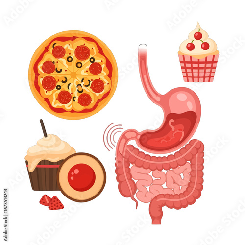 Illustration of Digestive System with Pizza and Cupcakes on White Background Indicating Unhealthy Food Choices and Potential Stomach Problems