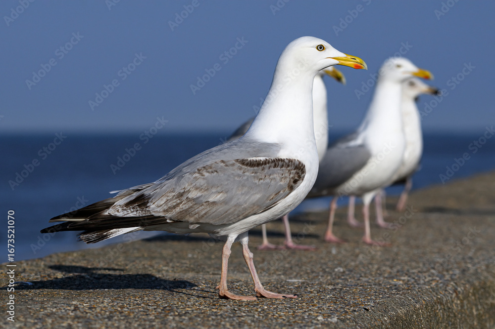 Obraz premium Herring Gull group on sea wall