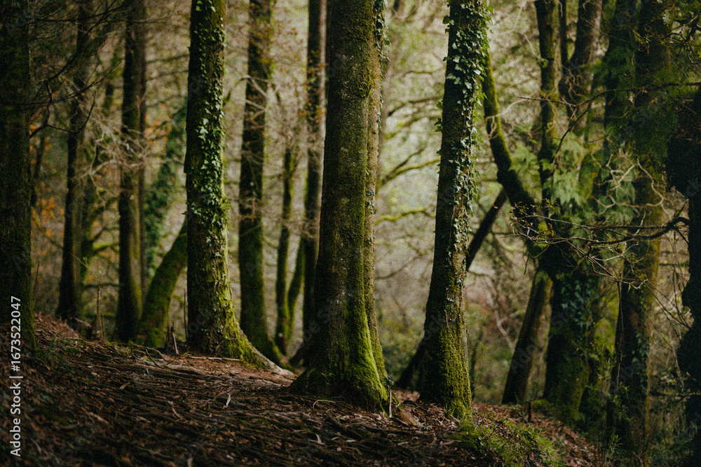 Fototapeta premium Forest landscape, tall trees, moss-covered trunks, woodland scene, natural environment, green forest background, wilderness concept